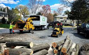 Why Choose Our Tree Removal Services in Lakeside, MT?