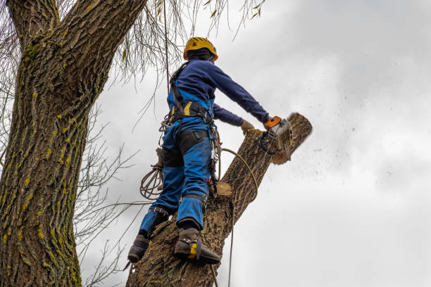 Best Storm Damage Tree Cleanup  in Lakeside, MT