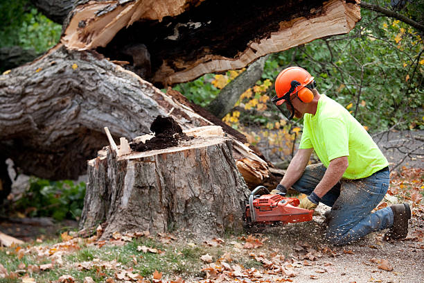 Best Tree Trimming and Pruning  in Lakeside, MT